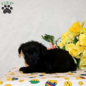 Regina, Shorkie-Poo Puppy